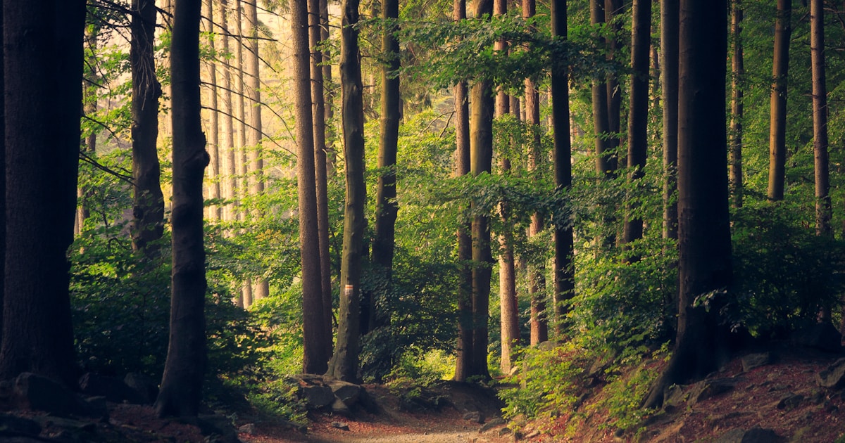 Best Short-Term Rental Management Companies in Northwest Arkansas (2026)